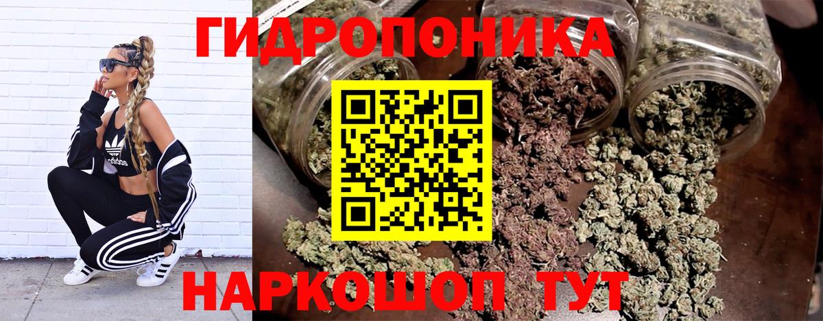Каннабис планчик Тара